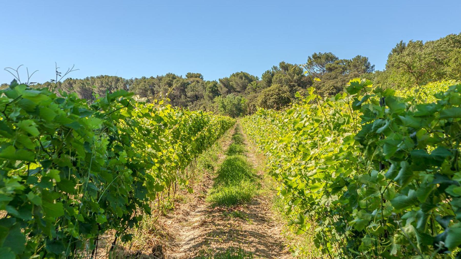 Chateau Talaud Loriol-du-Comtat المظهر الخارجي الصورة